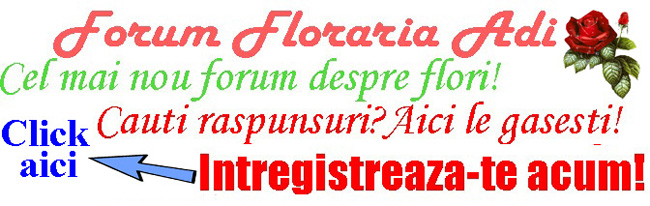 Fórum Floraria Adi> </ a> <p> Nem kapcsolódó póznák. </ P> <! - / Cikk-tartalom -> </ div> <div class =